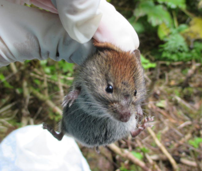 Red-backed vole