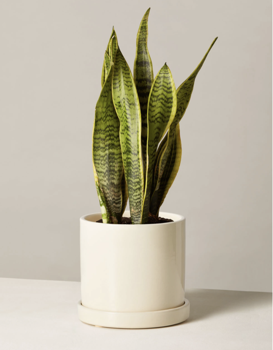 2) Snake Plant Laurentii