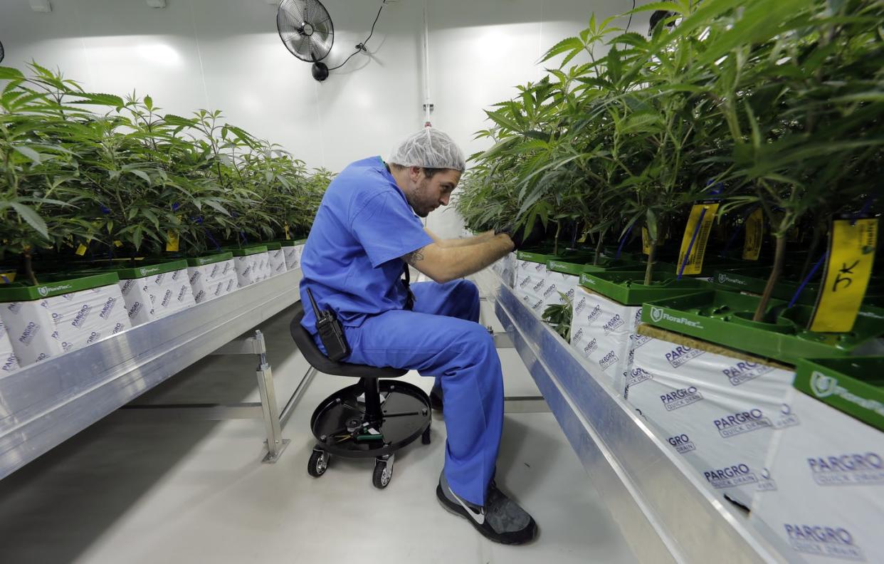 <span class="caption">Thomas Uhle, a grow manager, tends to marijuana plants growing at GB Sciences Louisiana in Baton Rouge in August 2019.</span> <span class="attribution"><a class="link " href="http://www.apimages.com/metadata/Index/YE-Louisiana/4ab6a81537ba4cfc8d49b52280836fe9/87/0" rel="nofollow noopener" target="_blank" data-ylk="slk:Gerald Herbert/AP Photo;elm:context_link;itc:0;sec:content-canvas">Gerald Herbert/AP Photo</a></span>