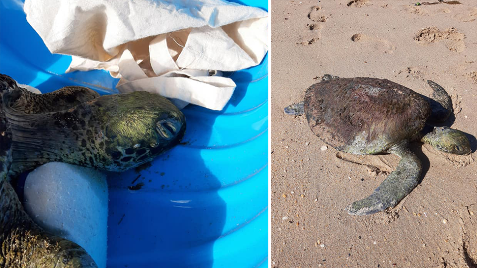 Split screen. Close up of a dying turtle in a blue tub. Dying turtle on the beach.