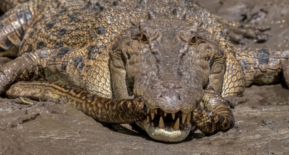 Scuter the crocodile left tourists 