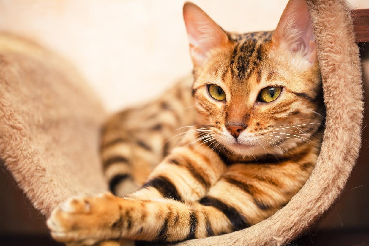 bengal cat