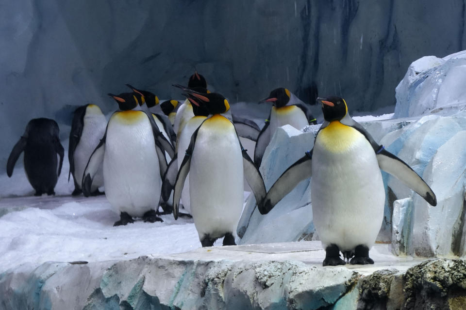 FILE -King penguins walk at the Polk Penguin Conservation Center at the Detroit Zoo in Royal Oak, Mich., Wednesday, Feb. 16, 2022. Nearly all the world’s countries on Monday kicked off a U.N.-backed meeting aimed to prevent the loss of biodiversity on Planet Earth, seen as critical to avoid the extinction of many vulnerable species, the emergence of pathogens like the coronavirus, and the damage to both lives and livelihoods of people around the world – and indigenous peoples in particular. (AP Photo/Paul Sancya,file)