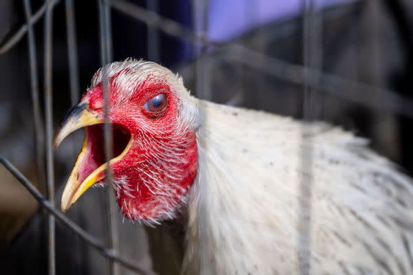 rooster is held in a cage