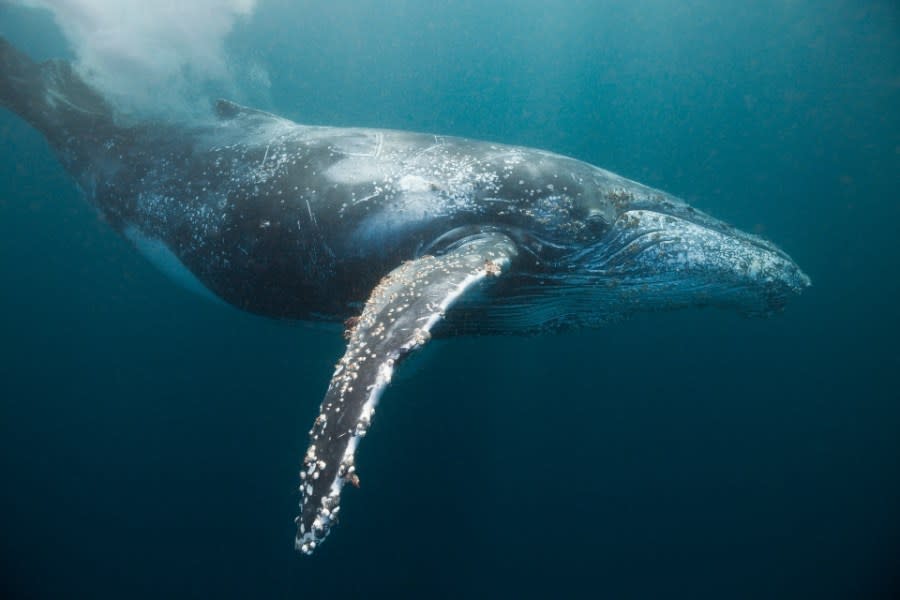 Humpback whale