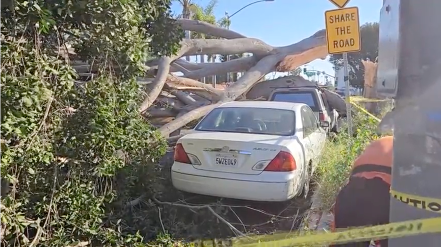 Strong winds caused a large tree to come down in Culver City, near the intersection of Washington Boulevard and Wade Street. The tree caused severe damage to three vehicles, but no one was injured on May 5, 2024. (KTLA)