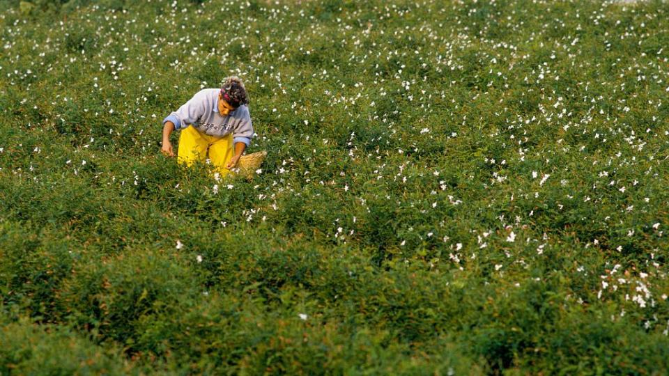 france grasse perfume perfume industry jasmine picker