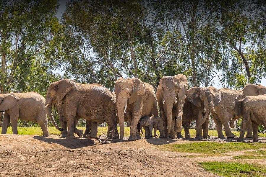 San Diego Zoo Safari Park anuncia Elephant Valley