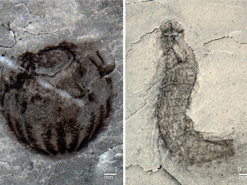 'Treasure trove' of new animal species discovered at 500m-year-old fossil site in China