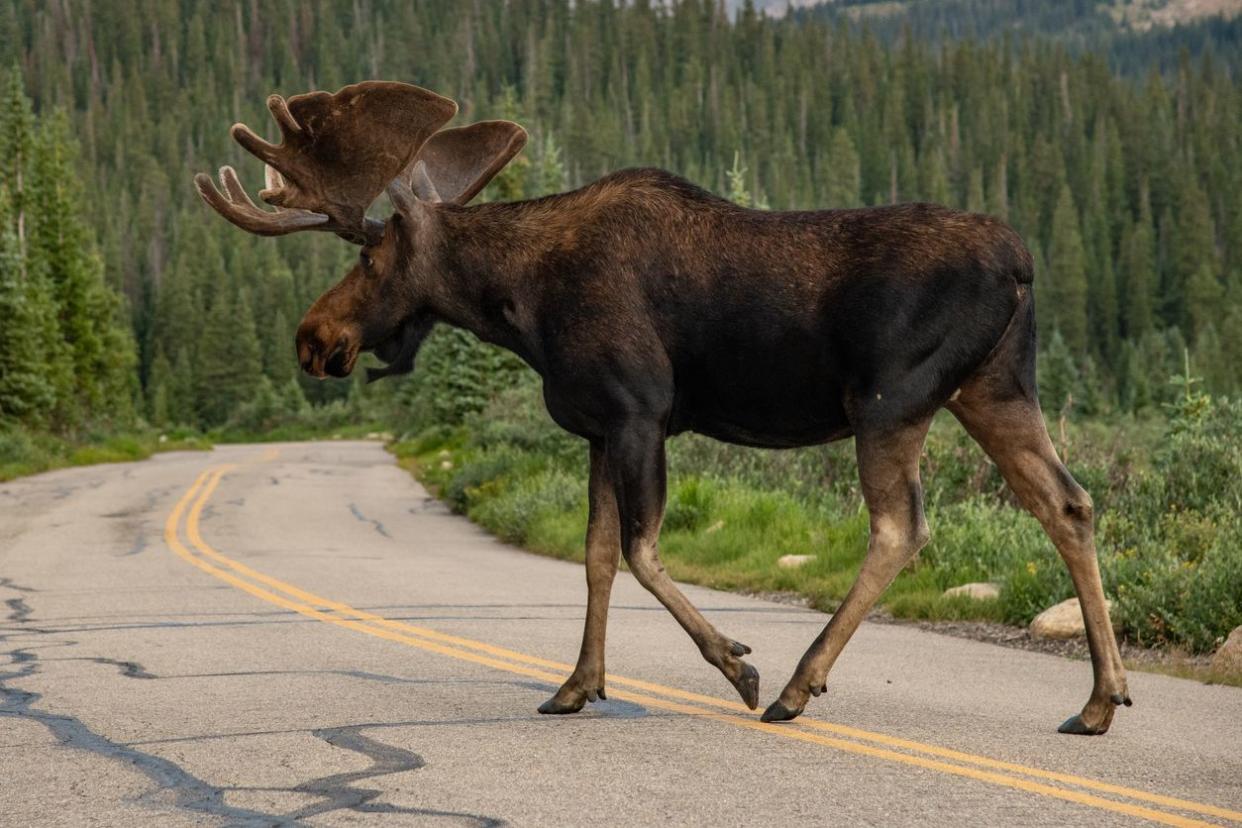 Rocky Mountain National Park Bull Moose