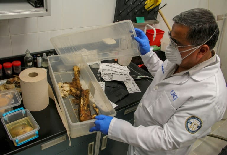 Mexican forensic expert Alejandro Hernandez-Cardenas Rodriguez works on the rehydration of dead tissues using a technique he patented