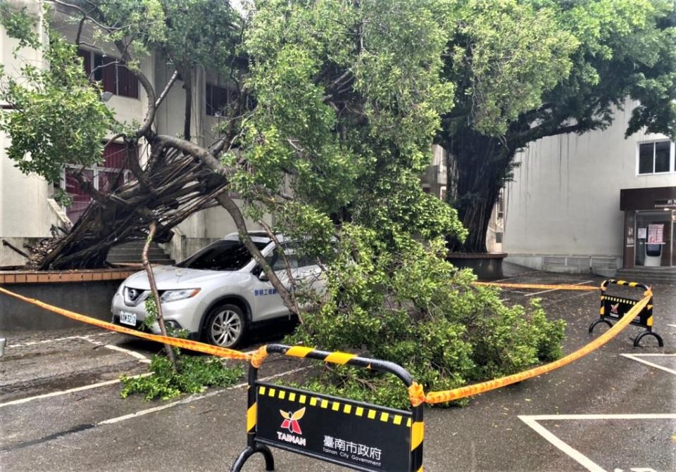 民治中心停車場大榕樹突然倒塌，壓到一輛洽公的休旅車。（民眾提供）