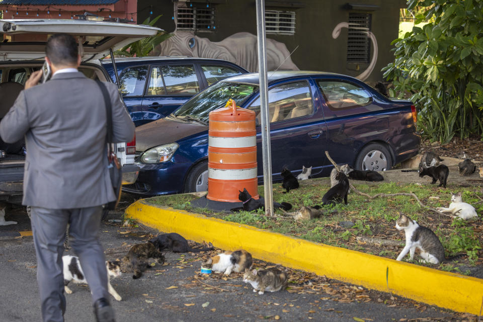 Stray cats mill around a parking lot as a person returns from work to pick up his car in Old San Juan, Puerto Rico, Wednesday, Nov. 2, 2022. The cat population has grown so much that the U.S. National Park Service is seeking to implement a "free-ranging cat management plan" that considers options including removal of the animals, outraging many who worry they will be killed. (AP Photo/Alejandro Granadillo)