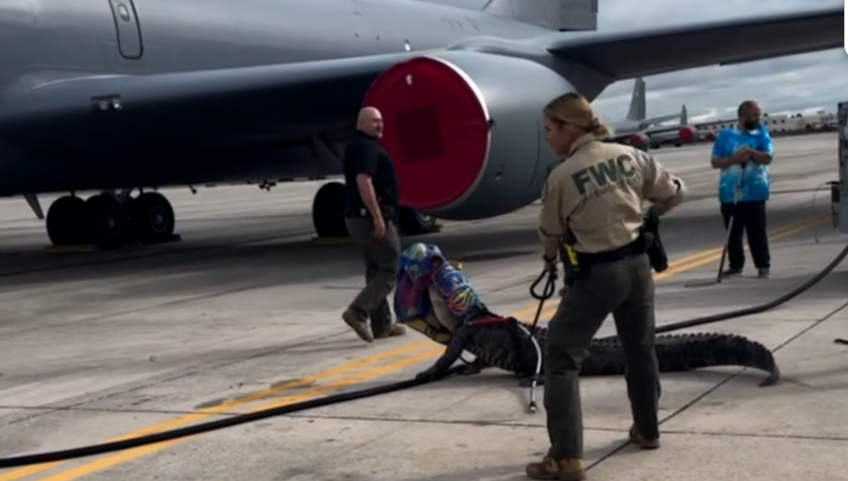 A large alligator walked onto the tarmac at MacDill Air Force Base south of Tampa, and parked itself until Florida Fish and Wildlife Commission arrived to remove it. Not without a fight though.