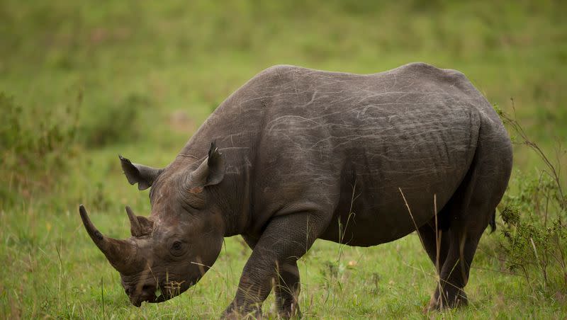 Dehorning rhinos to prevent poaching has made them more anti-social, research shows.