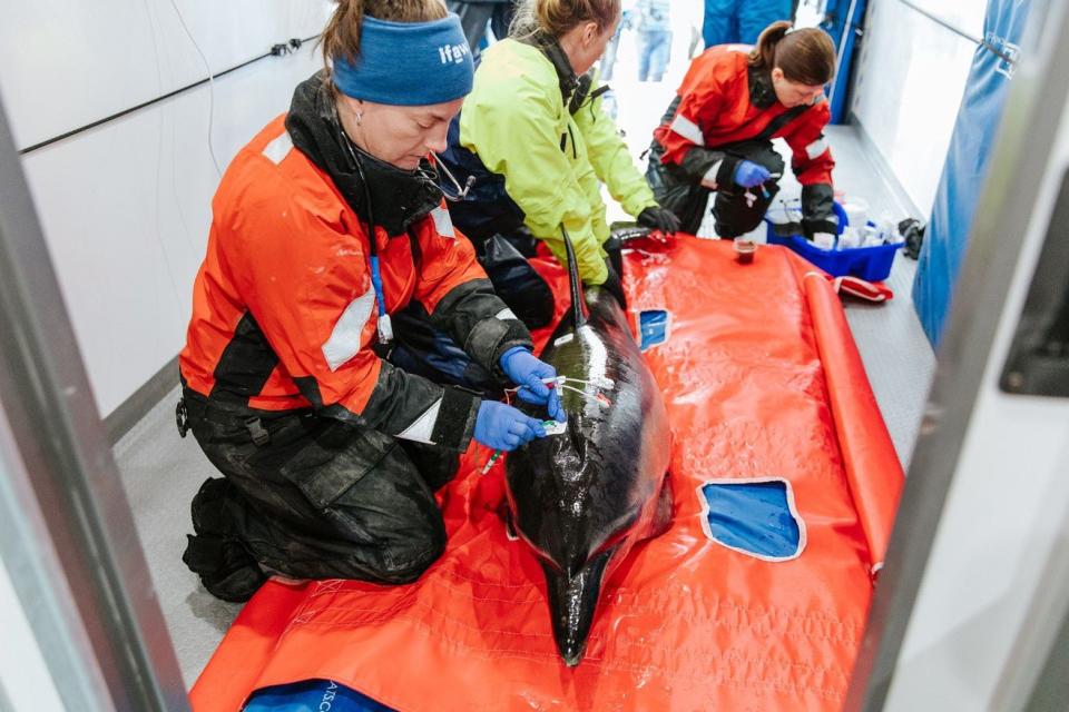 First-of-its-kind dolphin rehabilitation center on Cape Cod treats, releases first patient