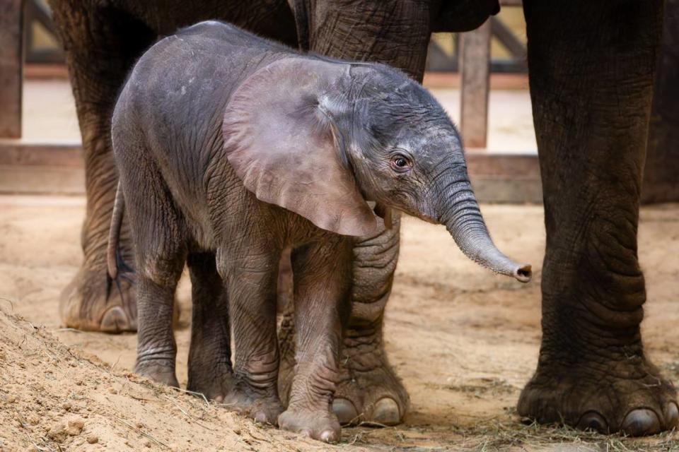An African elephant was born at the Toledo zoo in February, the Zoo said. African elephants are an endangered species, according to the Zoo.