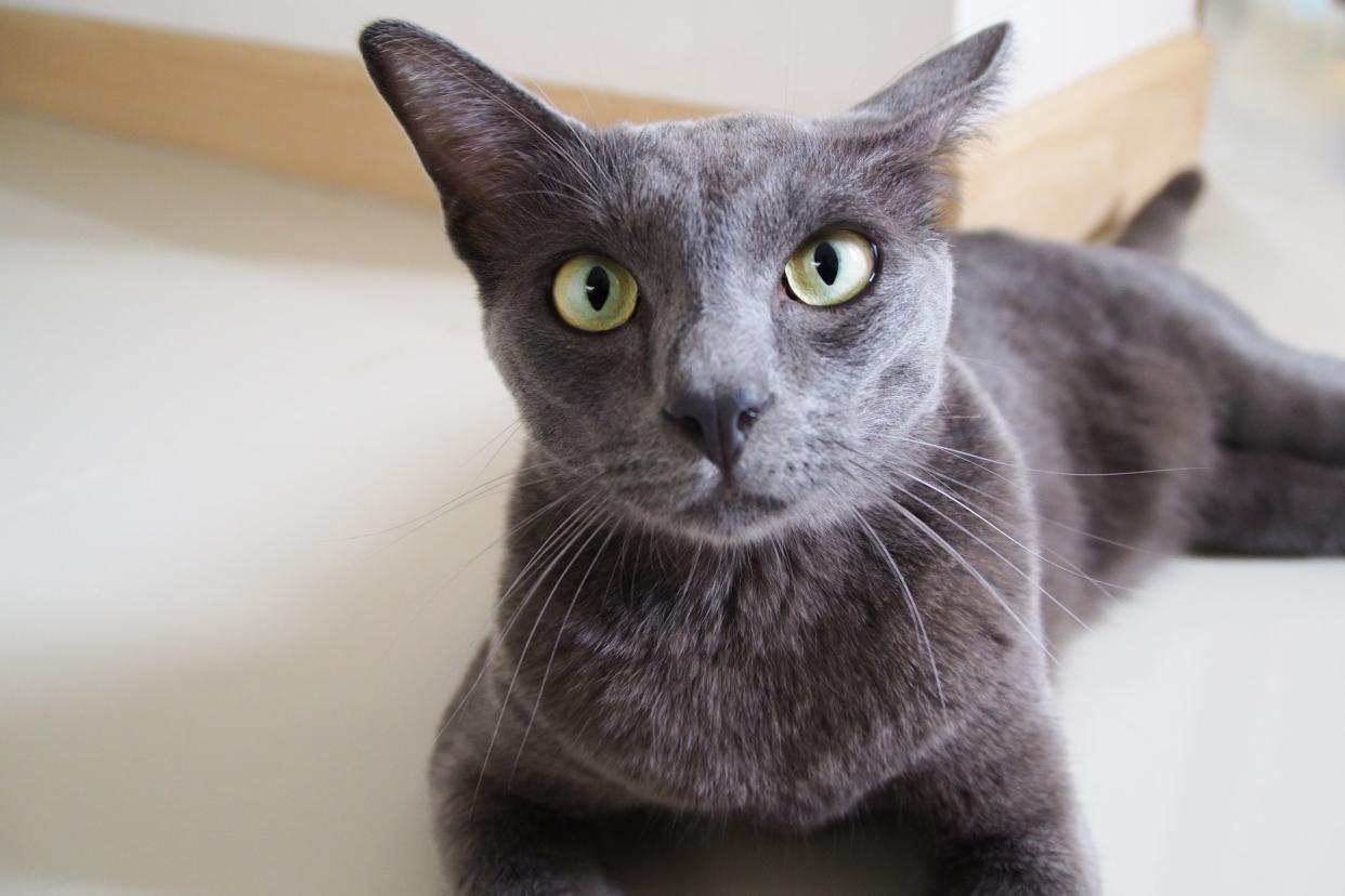 The face of a Korat cat, selective focus, looking at the camera, laying on a light wooden floor, floor and white wall blurred in the background