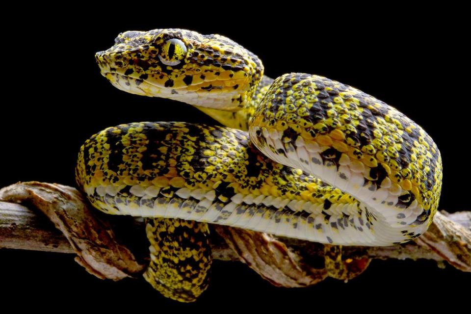 A close-up photo of a Bothriechis hussaini, or Hussain’s eyelash pit viper.