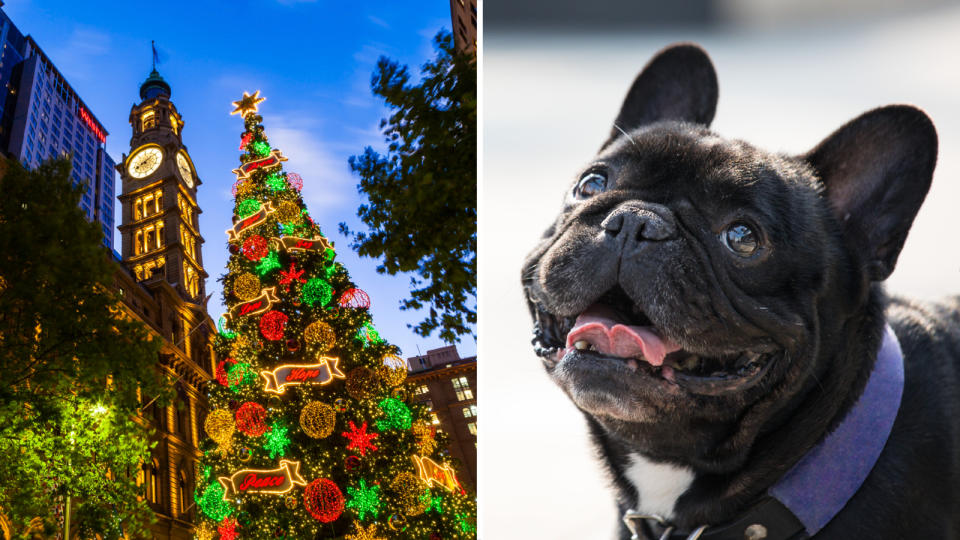 Christmas scams. Christmas tree and French Bulldog puppy.