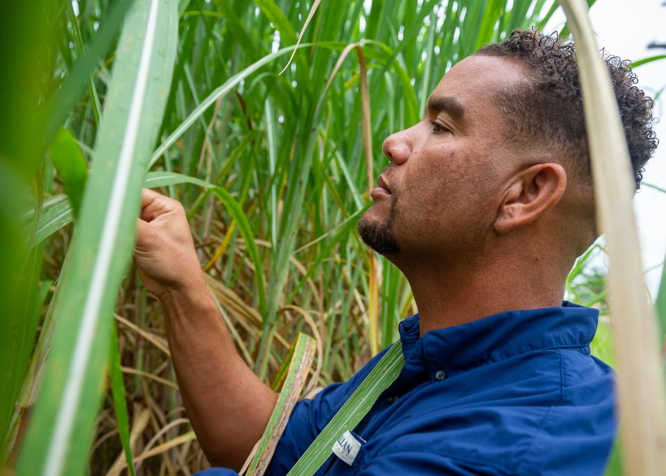 At the height of his success in 2008, June Provost was farming 5,000 acres of sugarcane. He's down to just 24 acres — a decline he laid at the foot of the Department of Agriculture and years of insufficient and predatory farm loans. Now the USDA is offering some financial relief to people who were discriminated against in farm lending. The deadline is Oct. 31, 2023.