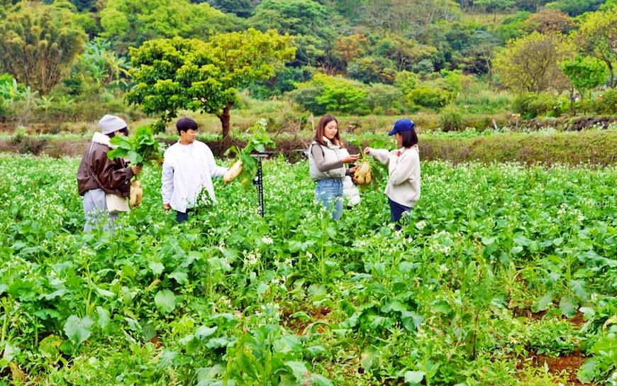 新北｜2024年三芝櫻花季