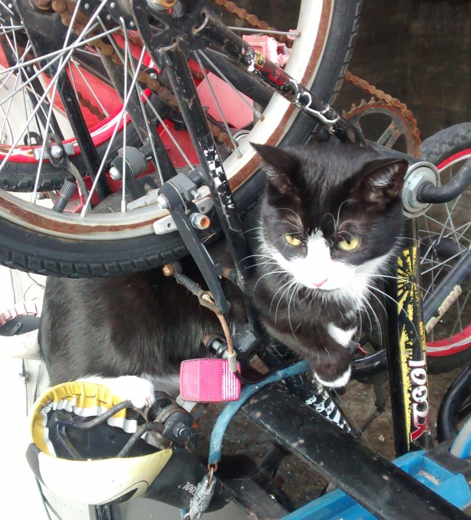 Bike cat-astophe!