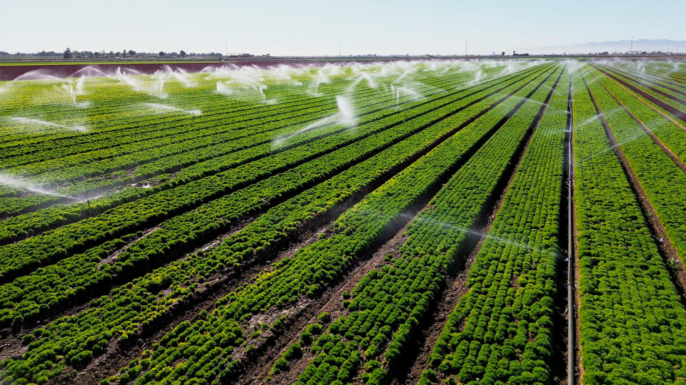 This aerial view shows sprinklers watering a lettuce field in Holtville, California, on February 9, 2023. - A blanket of crops covers the floor of the Imperial Valley in southern California, a patchwork of vibrant greens given life by the Colorado River in a landscape bleached by the desert sun.
But as a decades-long drought dessicates the US West and the once-mighty river dwindles, questions are being asked about why a handful of farmers are allowed to take as much water as all of Nevada and Arizona combined. (Photo by SANDY HUFFAKER / AFP) (Photo by SANDY HUFFAKER/AFP via Getty Images)