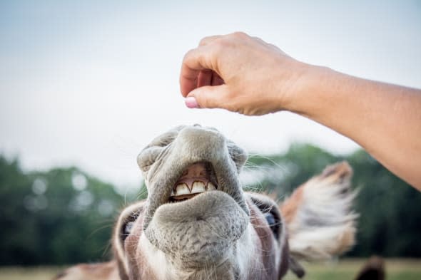 Woman feeding donkey