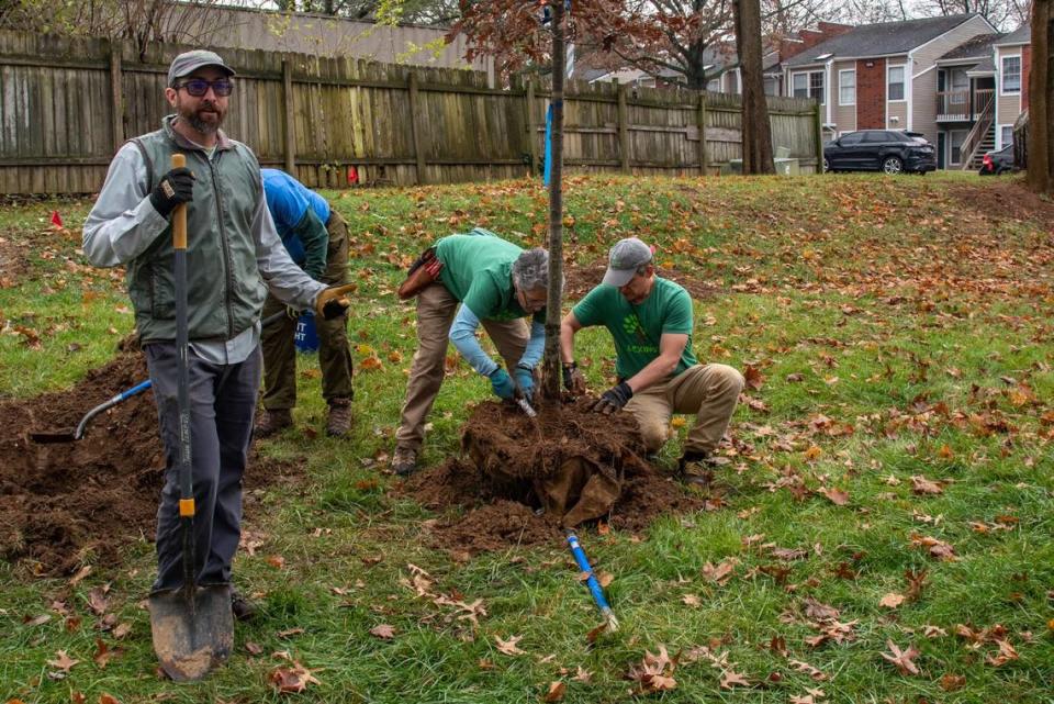 Stacy Borden oversees a tree planting at Bainbridge Place Apartments as part of a Trees Lexington planting. (Photo by Sally Lambert-Warfield)