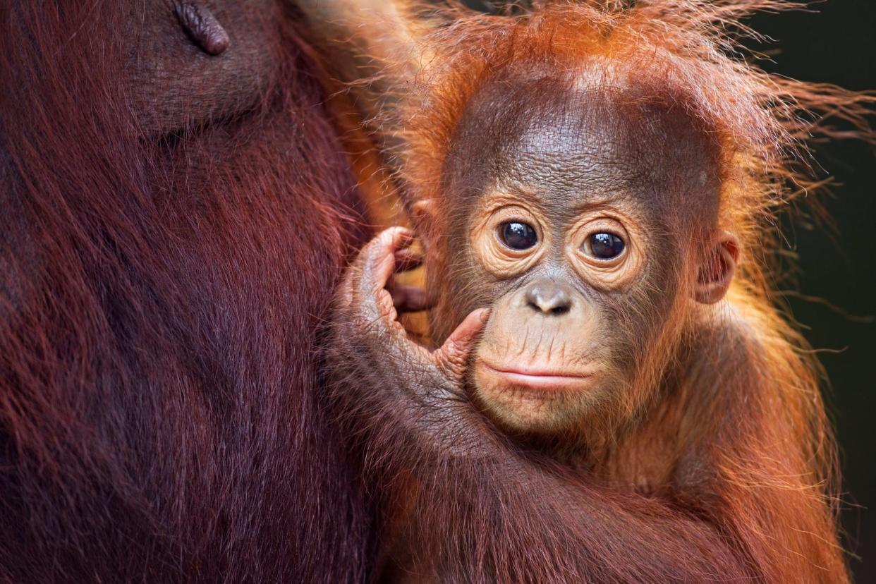 An orang-utan in Borneo: Getty Images