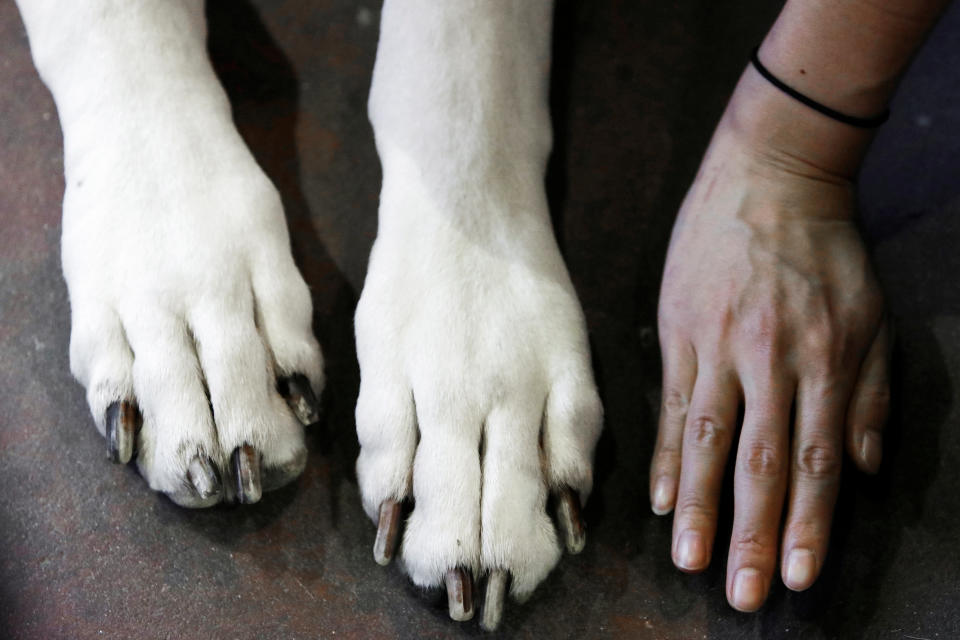 A woman compares her hand with the paws of Kallen, a Great Dane, during the Meet the Breeds event ahead of the 143rd Westminster Kennel Club Dog Show in New York, Feb. 9, 2019. (Photo: Andrew Kelly/Reuters)