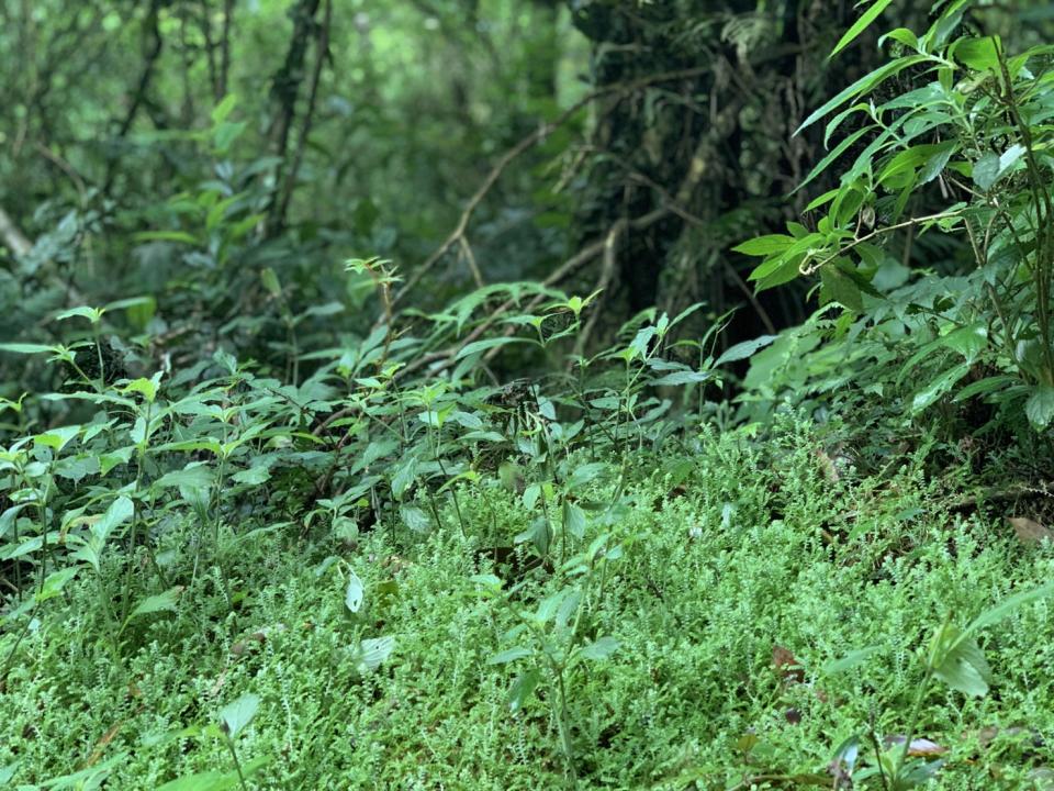 台北後花園「陽明山」半日遊