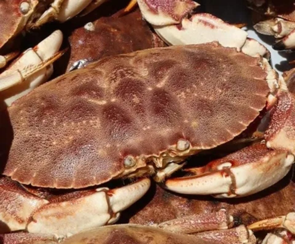 Get your live Jonah Crab for $.99 a pound at Fisherman's Market Seafood Outlet.