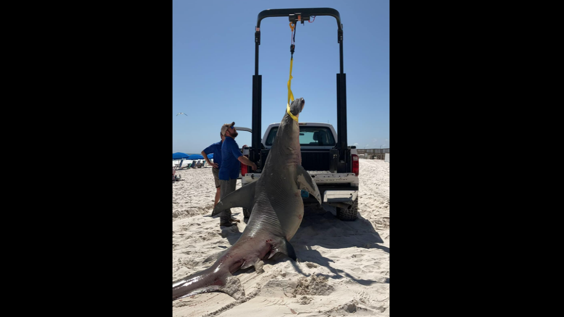 Encuentran muerto a tiburón cabeza de martillo de 14 pies en playa de Alabama. Al abrirlo, se descubrió una gran sorpresa