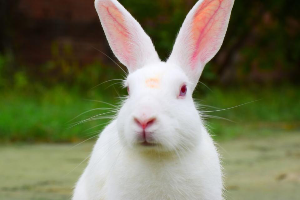 rabbit breeds american