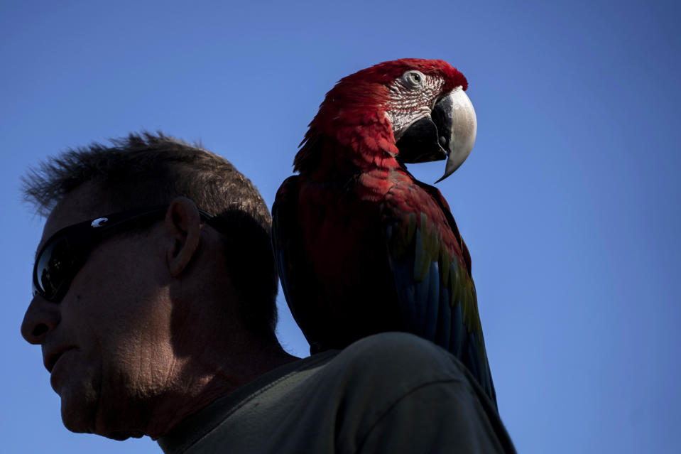 Chuck Hogan, a resident on Kaniau Road, and his parrot, IIlani, are pictured during an interview at a checkpoint, Monday, Sept. 25, 2023, in Lahaina, Hawaii. A small group of Lahaina residents returned to their devastated properties Monday for the first time since the Hawaii town was destroyed by wildfire nearly seven weeks earlier. (AP Photo/Mengshin Lin)