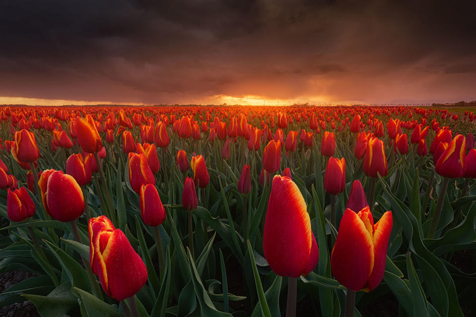 Photographer captures stunning tulip fields