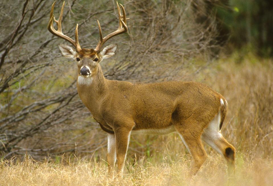 A report from the University of Georgia suggests that the areas where deer can be hunted with dogs on Mississippi national forests must be greatly reduced to prevent dogs from trespassing on private property.