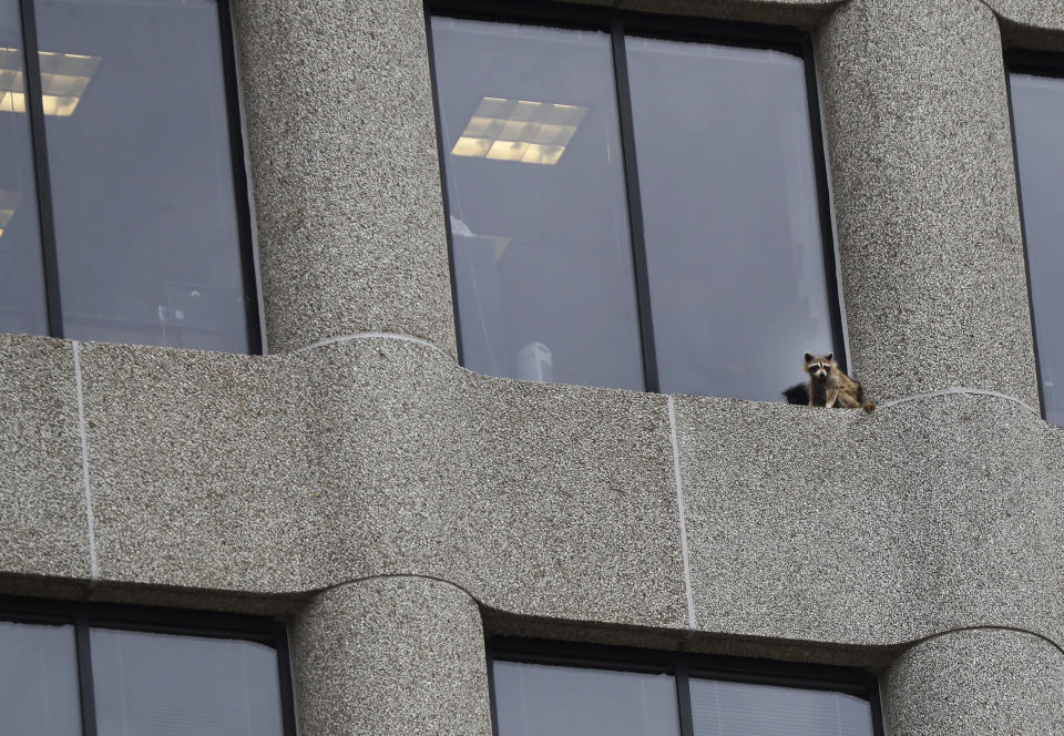 A raccoon ended up in a most precarious place near the top of the UBS building. Source: Star Tribune via AP