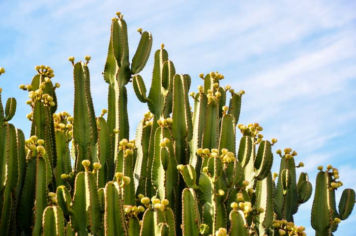 A cactus grove