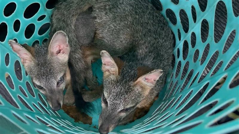 囚犯飼養浣熊狐狸當寵物。（圖／翻攝畫面）