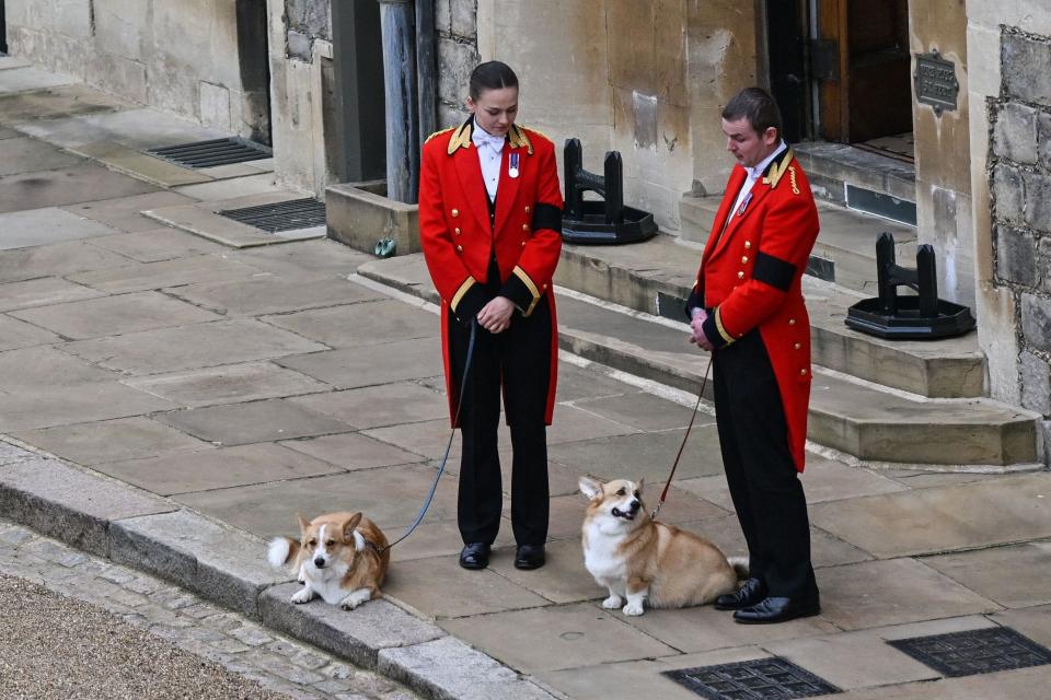 The Queen's corgis, Muick and Sandy are walked inside Windsor Castle on September 19, 2022, ahead of the Committal Service for Britain's Queen Elizabeth II.