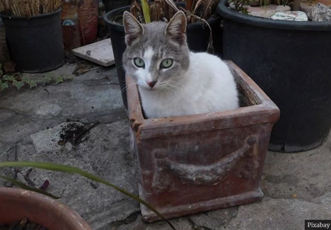 Warum Katzen immer auf Dingen liegen