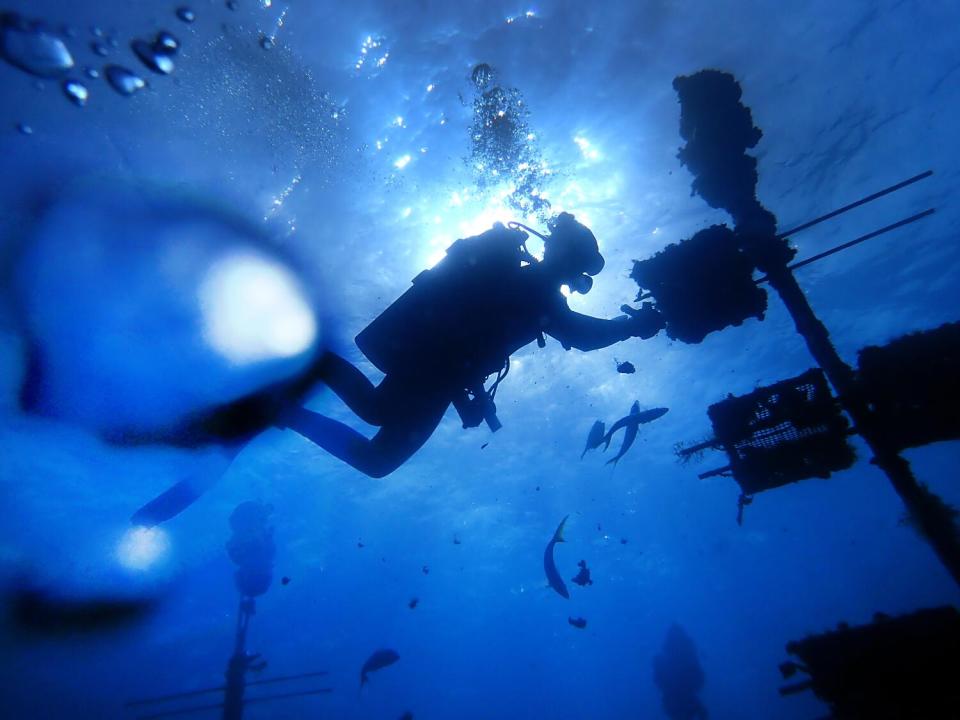 A diver retrieves coral transplants.