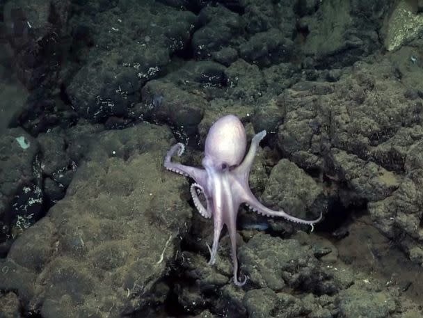 PHOTO: Footage released by the Schmidt Ocean Institute shows the deep-sea discovery in an area previously thought to be 'inhospitable' to young octopuses. (Schmidt Ocean Institute via Storyful)