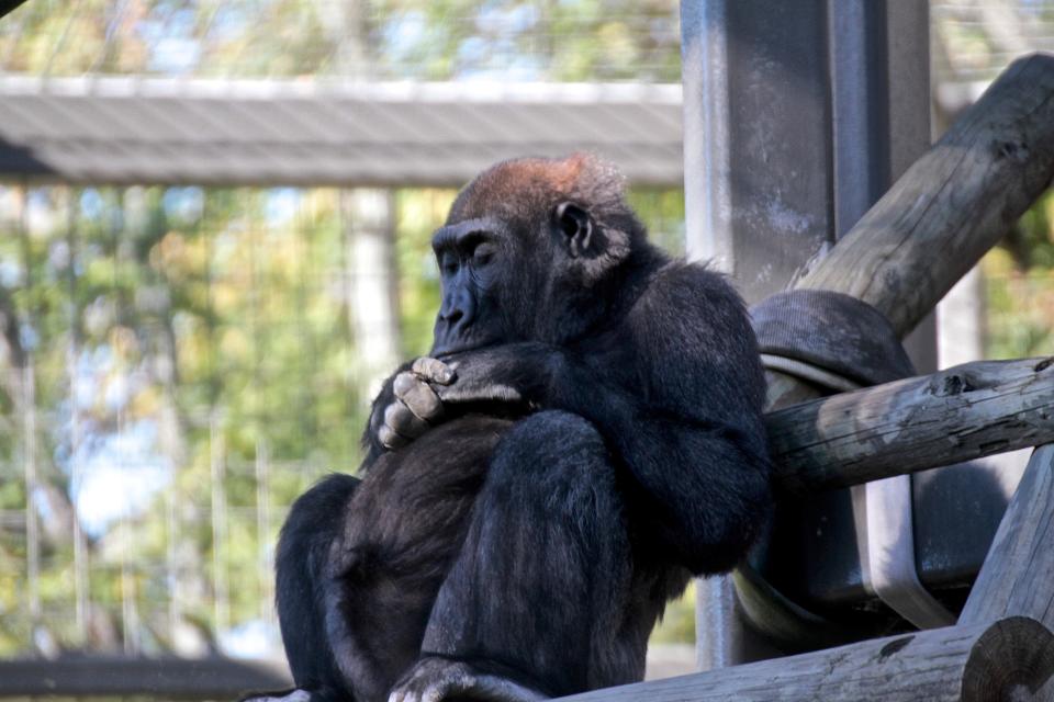 A gorilla taking a nap