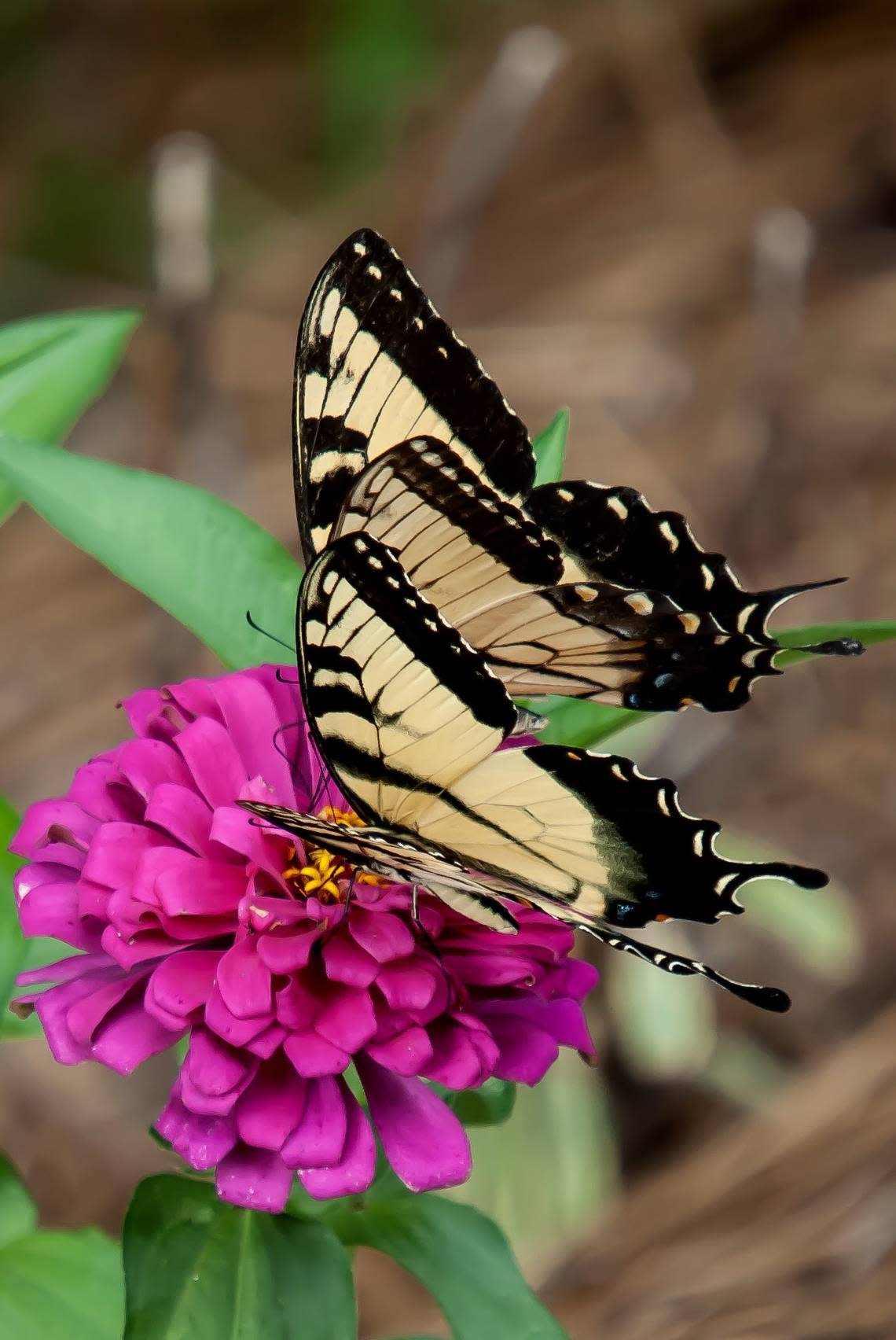 Two Eastern Tiger Swallowtail butterflies feast together on Uproar Rose zinnia. Norman Winter