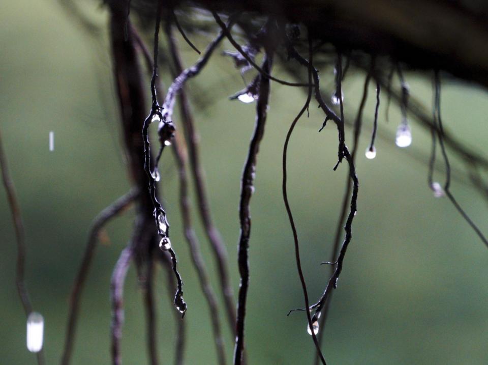 路旁的榕樹氣根掛著一顆顆晶瑩剔透的雨珠，相當好看。   圖：張良一/攝