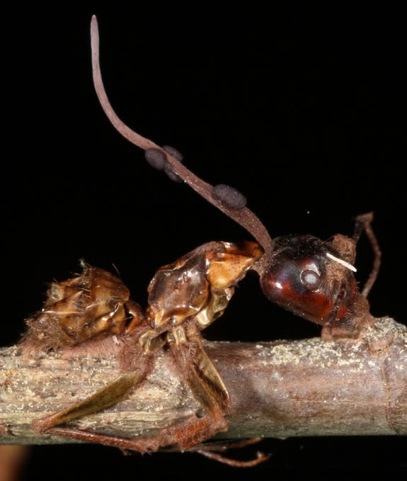 A carpenter ant infected with a zombie ant fungus in the genus Ophiocordyceps. Once the fungus kills its hapless drone it grows a spore-releasing stalk from the ant's head in order to infect more ants.